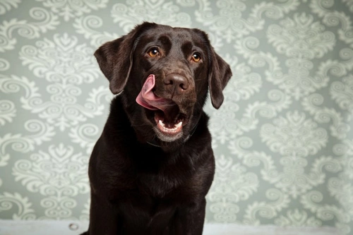 Prescription Diets for Dogs Explained: Benefits and Uses