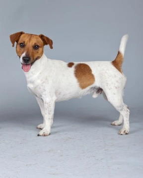 The popular Jack Russell terrier: UK guide 2025