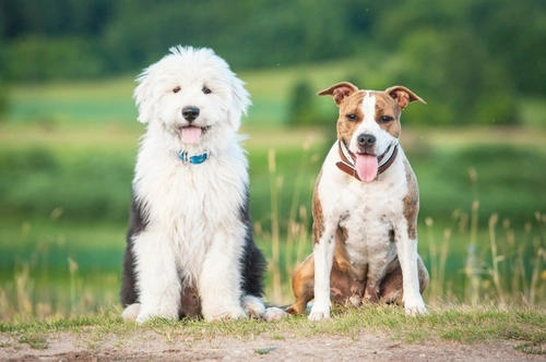 Cómo manejar la rivalidad entre perros: consejos expertos
