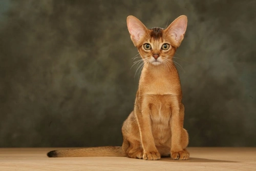 Cat Breeds Less Likely to Trigger Allergies: 2025 Guide