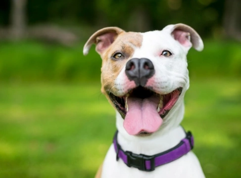 What causes bad breath in dogs? Porphyromonas explained