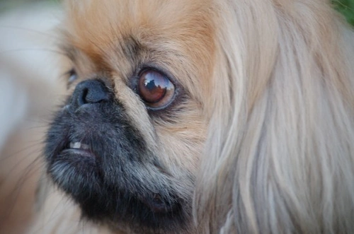 Pekingese Dog Health and Wellness: Complete Care Guide