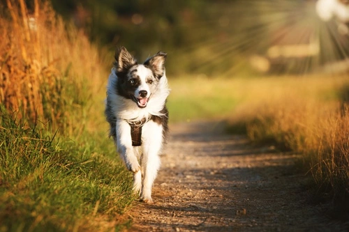 Why Recall Is the Hardest Command to Teach Your Dog