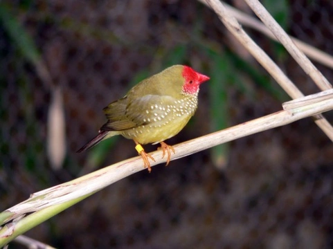 Neochmia Finches: Care Guide for Star and Cherry Finches