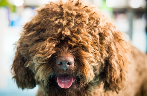 The Barbet: Kennel Club’s newest recognised dog breed guide