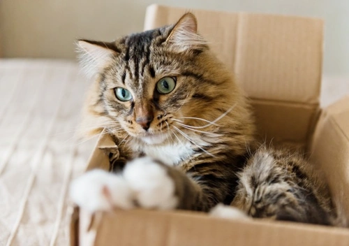 Por qué aman las cajas los gatos: razones y consejos