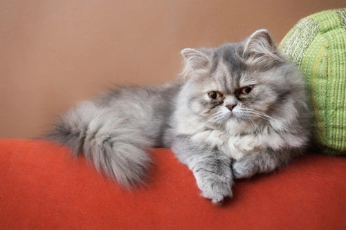 How to Ease Life for Guests with Cat Allergies