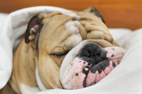 Dealing with canine nightmares: What you can do