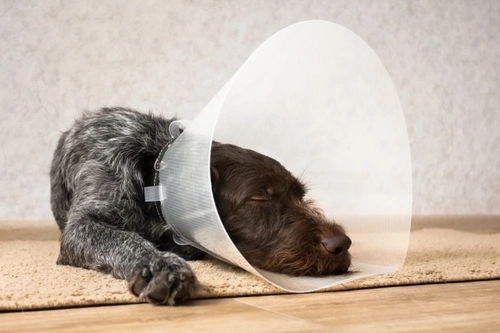 Top 10 Conditions You’re Likely to Claim on Dog Insurance