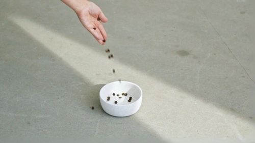 Har du smakat på maten du ger till din hund eller katt?