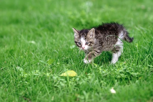 Cats and Hunting Behaviour: FAQs Answered with Expert Insight