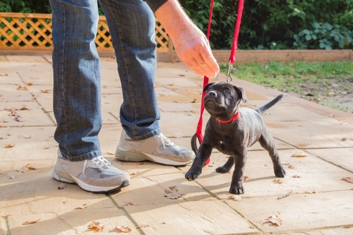 Técnicas efectivas para corregir a tu nuevo cachorro