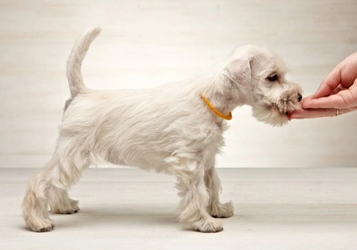 Mini Schnauzer: Guía Completa de Cuidados y Personalidad