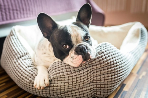 How to Tell If Your Dog Has Kennel Cough: Symptoms & Risks