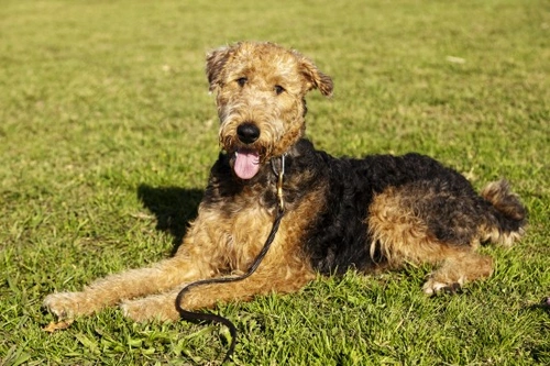 How to Tell If a Female Dog Has Been Spayed - Reliable Signs