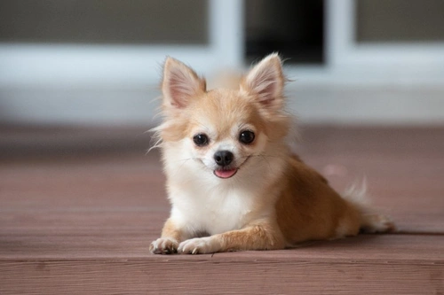 8 Key Reasons Brachycephalic Dogs Remain Popular in UK 2025