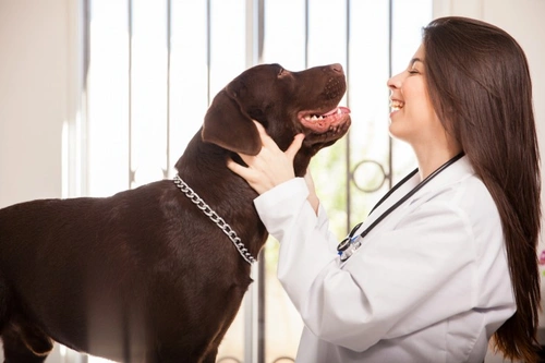 5 Crisis Urgentes Caninas que requieren atención veterinaria inmediata