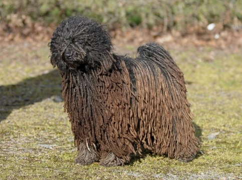 10 Dog Breeds with Stunning Black Coats
