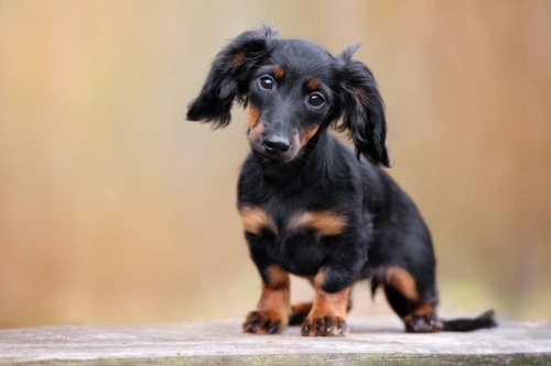Von Willebrand's Disease in Dogs: Health Testing Guide