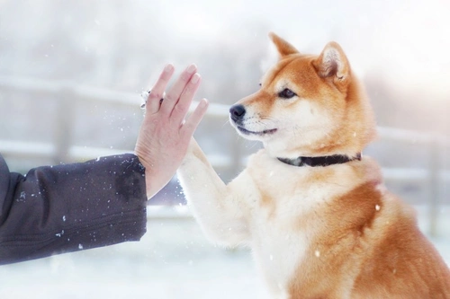 Caring for Your Dog’s Paws in Snow: Winter Care Tips
