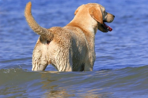 Why Pets Have Tails — And Why Humans Don’t