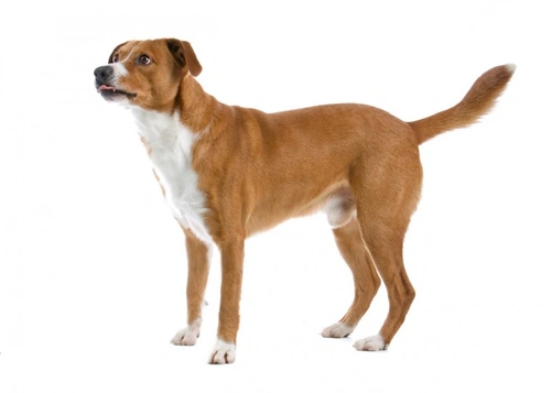 Austrian Pinscher Dogs - Top 10 Interesting Facts
