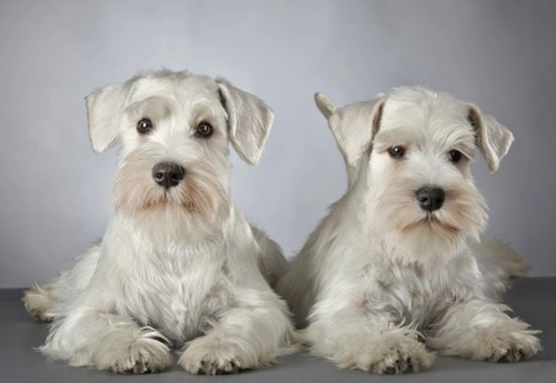 Top Tips for New Dog Owners: Essential Care and Training