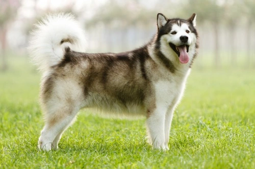 Common Health Issues in the Alaskan Malamute: What You Need to Know