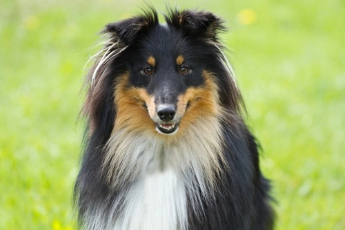 Is chemical castration a viable option for your dog?