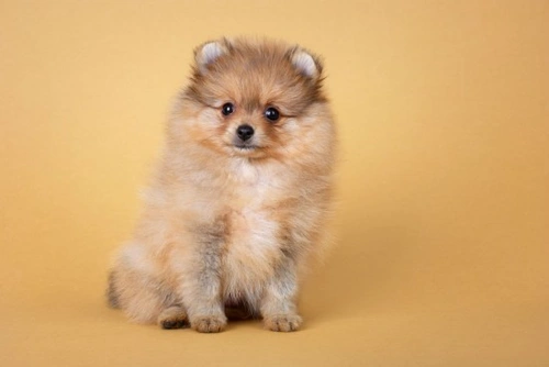¿Piensas en Comprar un Perro Toy? Consejos Esenciales