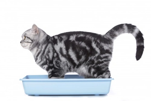 How to Collect a Urine Sample from Your Pet for the Vet