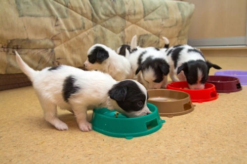Perros y comida: comprender su actitud a la hora de la cena
