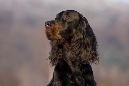 Gordon Setter FAQs: History, Care, Exercise & Health Guide