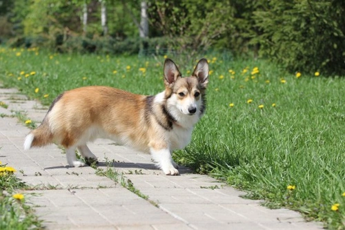 10 Friendliest Dogs That Make Wonderful Family Pets