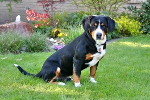 Síndrome Urinario Entlebucher (EUS): síntomas y tratamiento