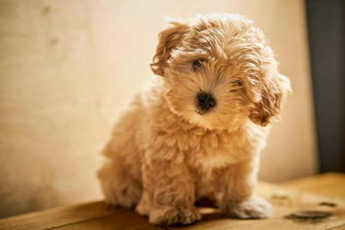 Symptoms of Xylitol Poisoning in Dogs: Early Signs & Treatment
