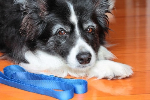 What Happens to Retired Working Dogs? A 2025 Guide