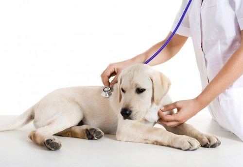 Infectious Canine Hepatitis: Causes, Symptoms & Prevention