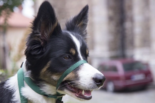 Halti Headcollar for Puppies: Age, Fitting and Use Guide