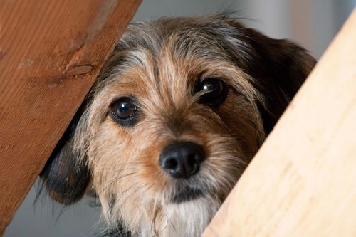 Terapia de Desensibilización Sistemática: Ayuda para Perros Miedosos