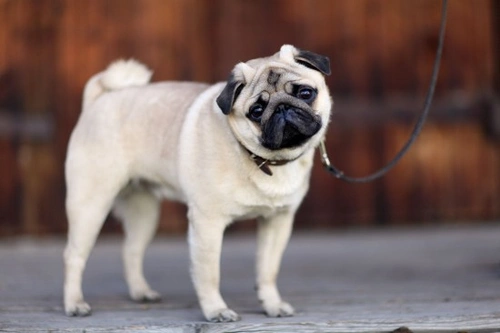 Testicular cancer in male dogs: causes, diagnosis & treatment