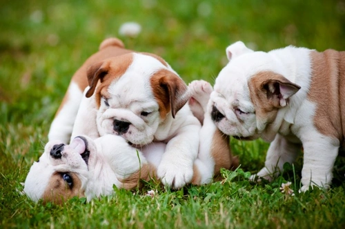 How Dogs See Humans: Understanding Pack Hierarchy