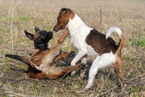 Understanding Dominance in Dogs: Behaviour Insights