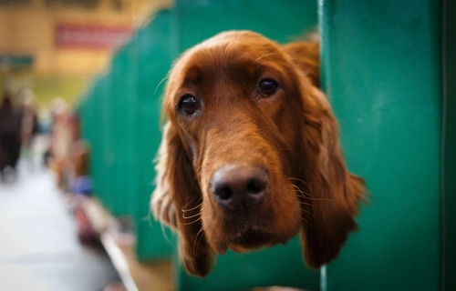 Crufts 2015: Controversies and Concerns Explained