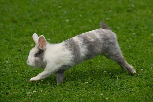 Ten great ideas to help your rabbit stay fit