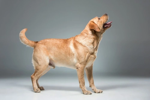 Top 10 Family Dogs: Best Breeds for UK Families