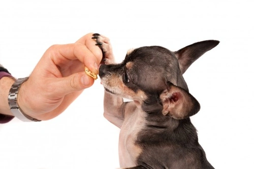 Cómo desafiar mentalmente a tu perro: 7 consejos