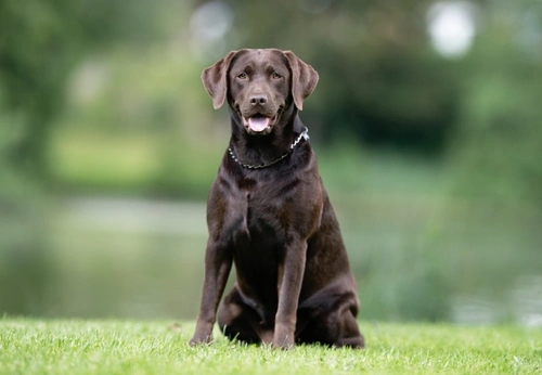 5 Common Misconceptions About Pedigree Dogs in 2025 UK
