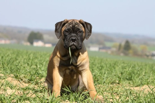 Bullmastiff Health and Temperament: Essential Guide 2025