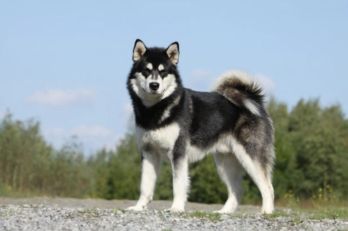 Hereditary Stomatocytosis in Dogs: Causes & Care Tips